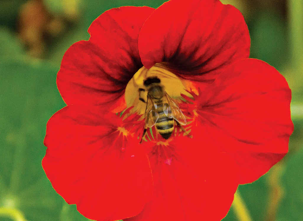 Bees love the (edible) nasturtiums growing beside the veggie patch. Bees love the (edible) nasturtiums growing beside the veggie patch.